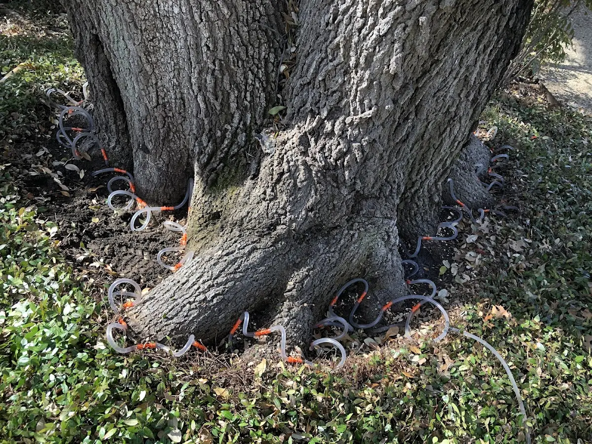 Detailed Tree Cabling and Bracing job site in Ashford