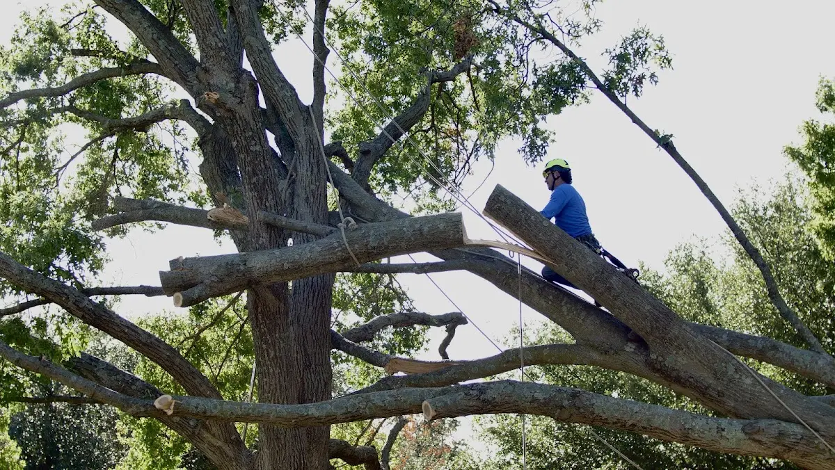Professional Crown Thinning performed by certified arborists in Ashford