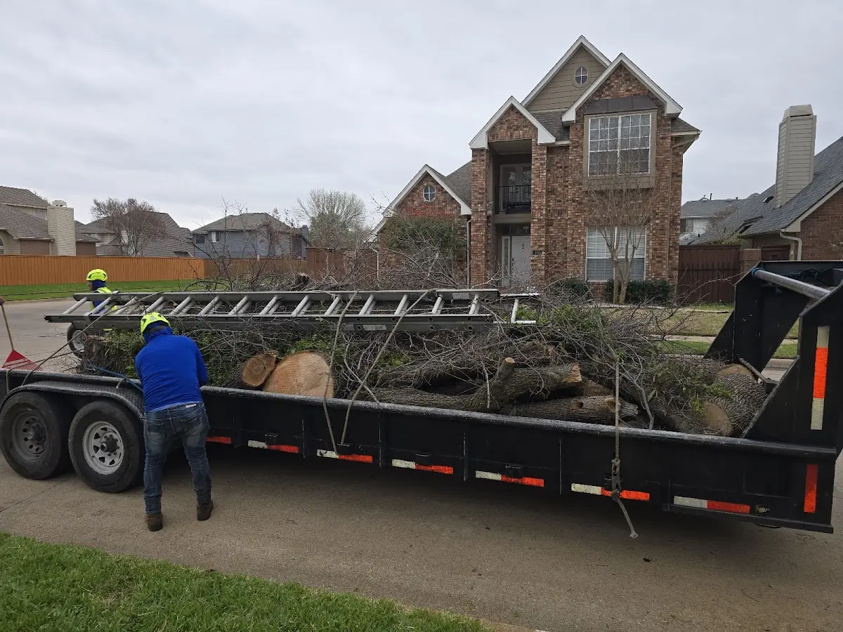Expert Tree Fertilization with proper safety equipment in Ashford